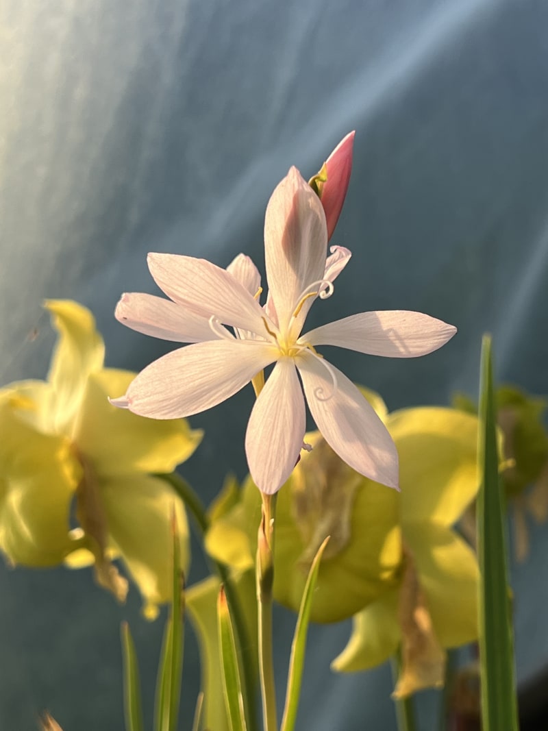 Hesperantha coccinea