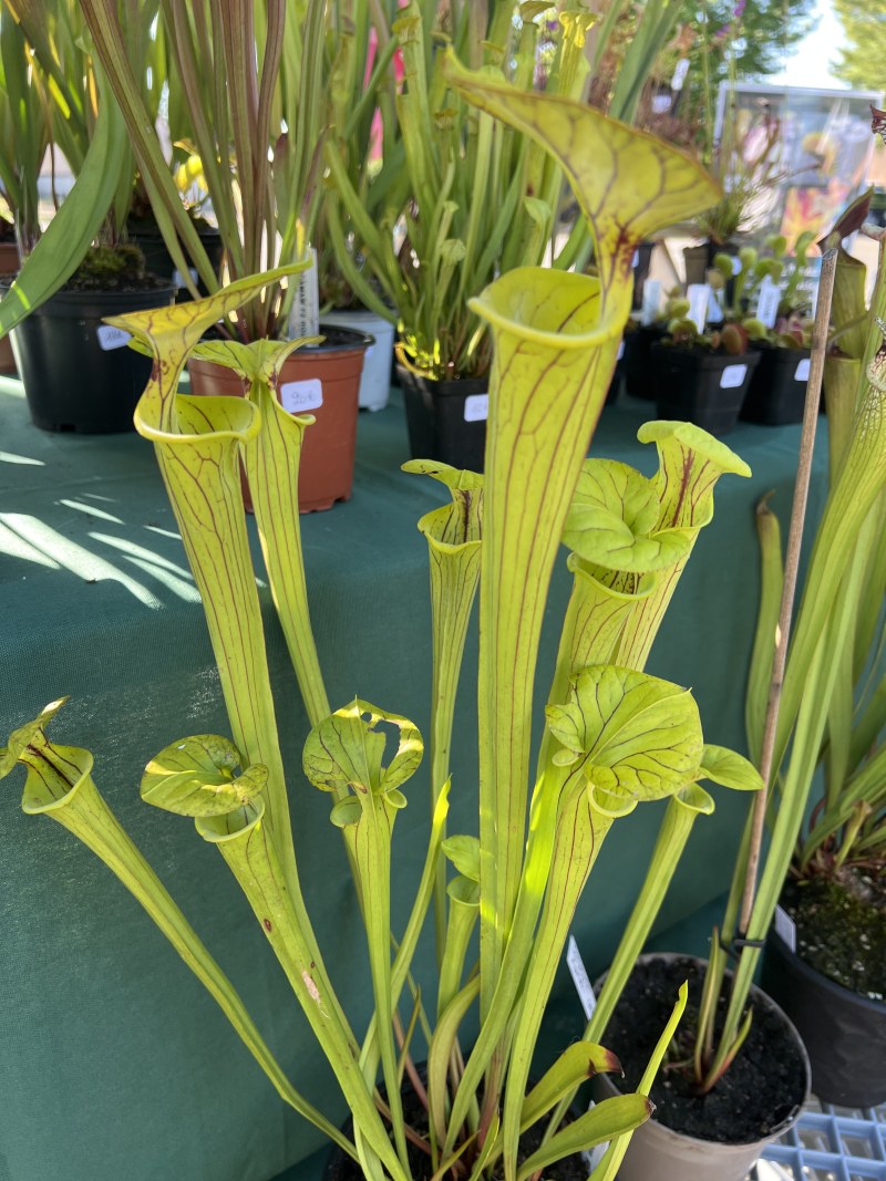 'Flava SF008'