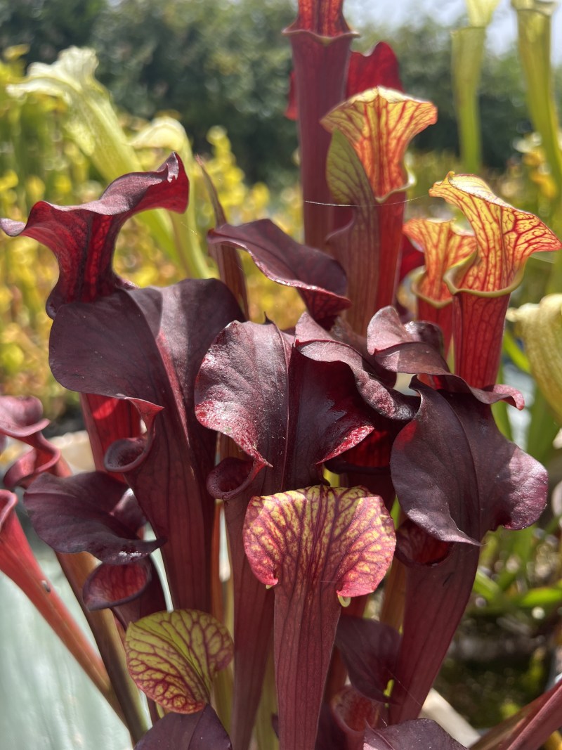 'Black Widow'