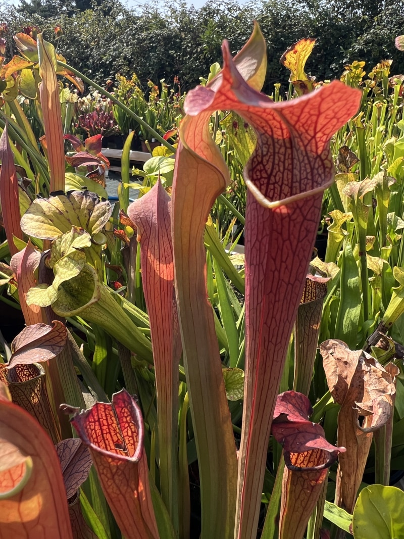 'Rubra ssp Gulfensis'