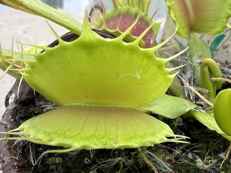 'VDM002'