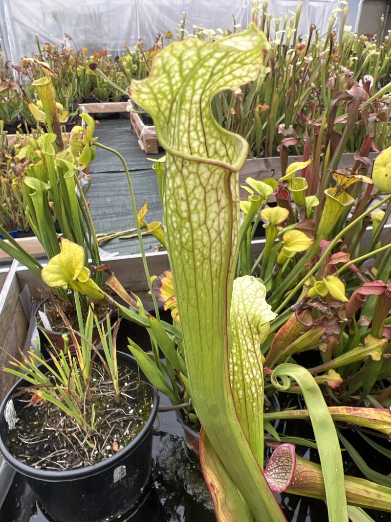 'x Areolata'