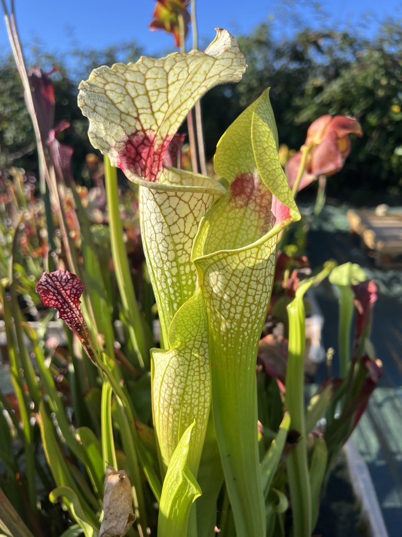 'Wilkerson White Knight'