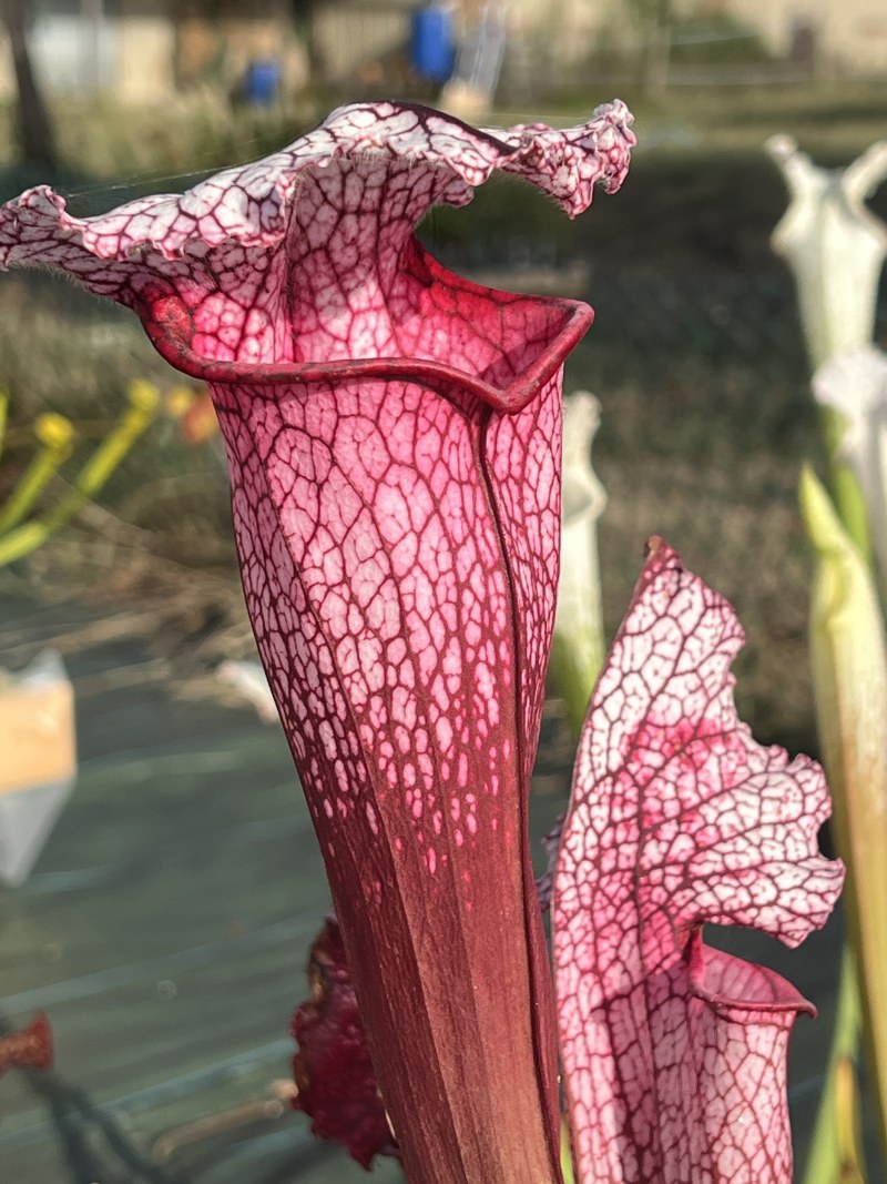 'x Pink Thing (H187 MK, SL 182)'