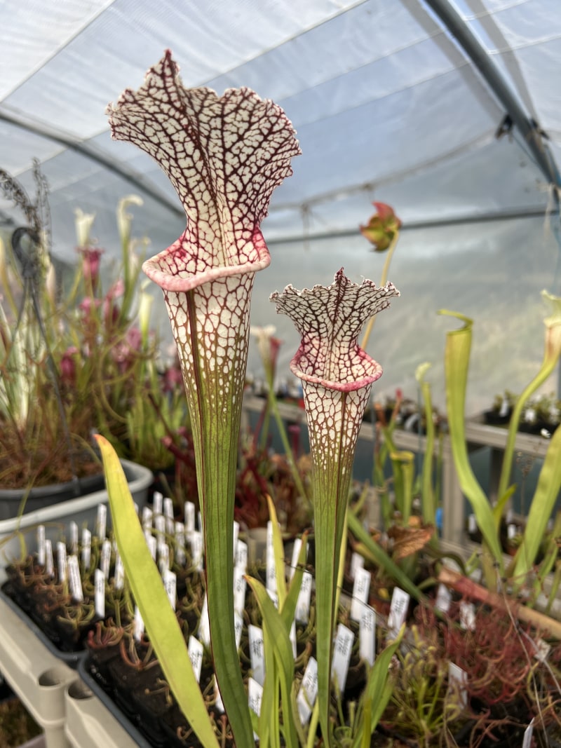 Sarracenia leucophylla