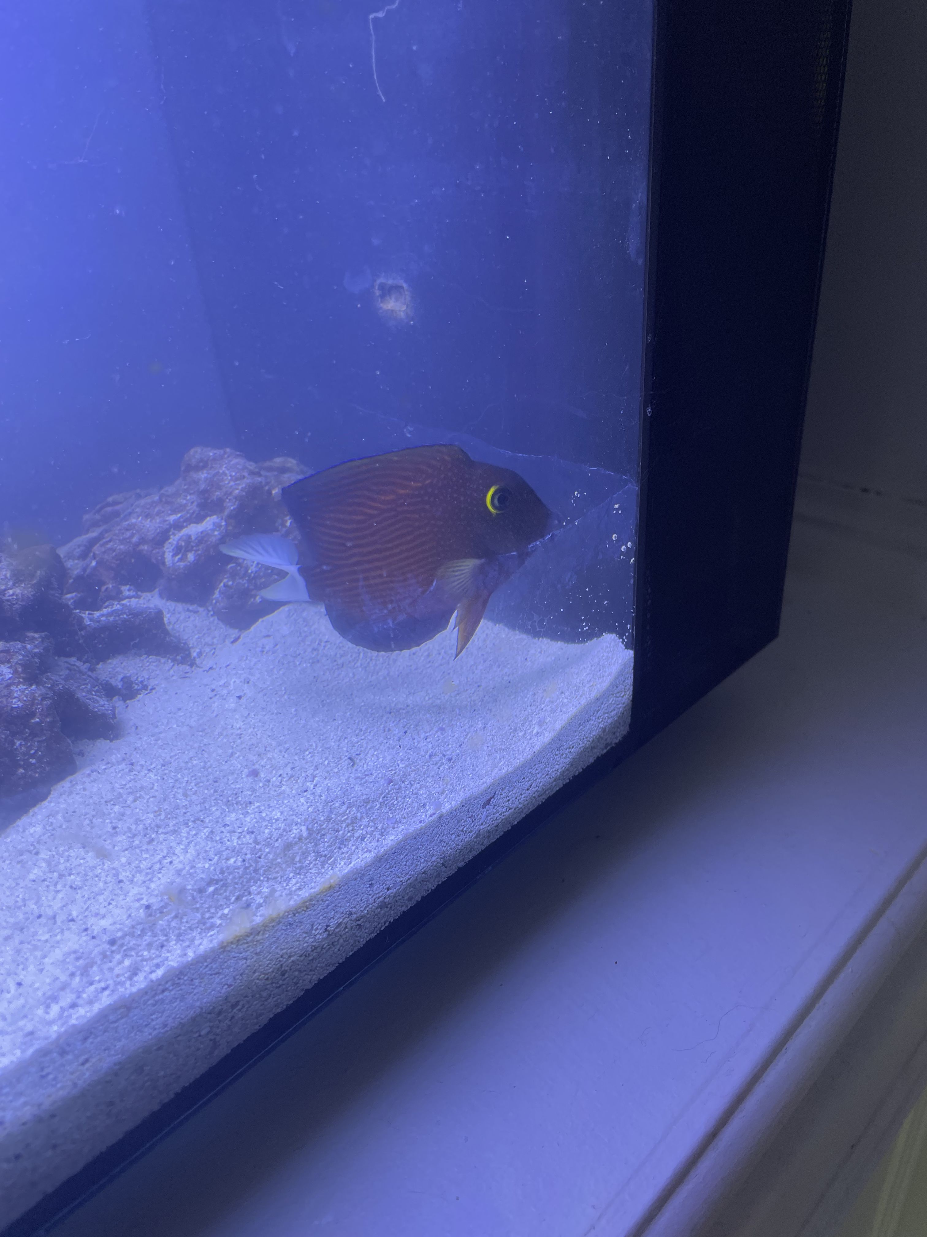 Build Thread 75 gallon reef tank first time! REEF2REEF Saltwater