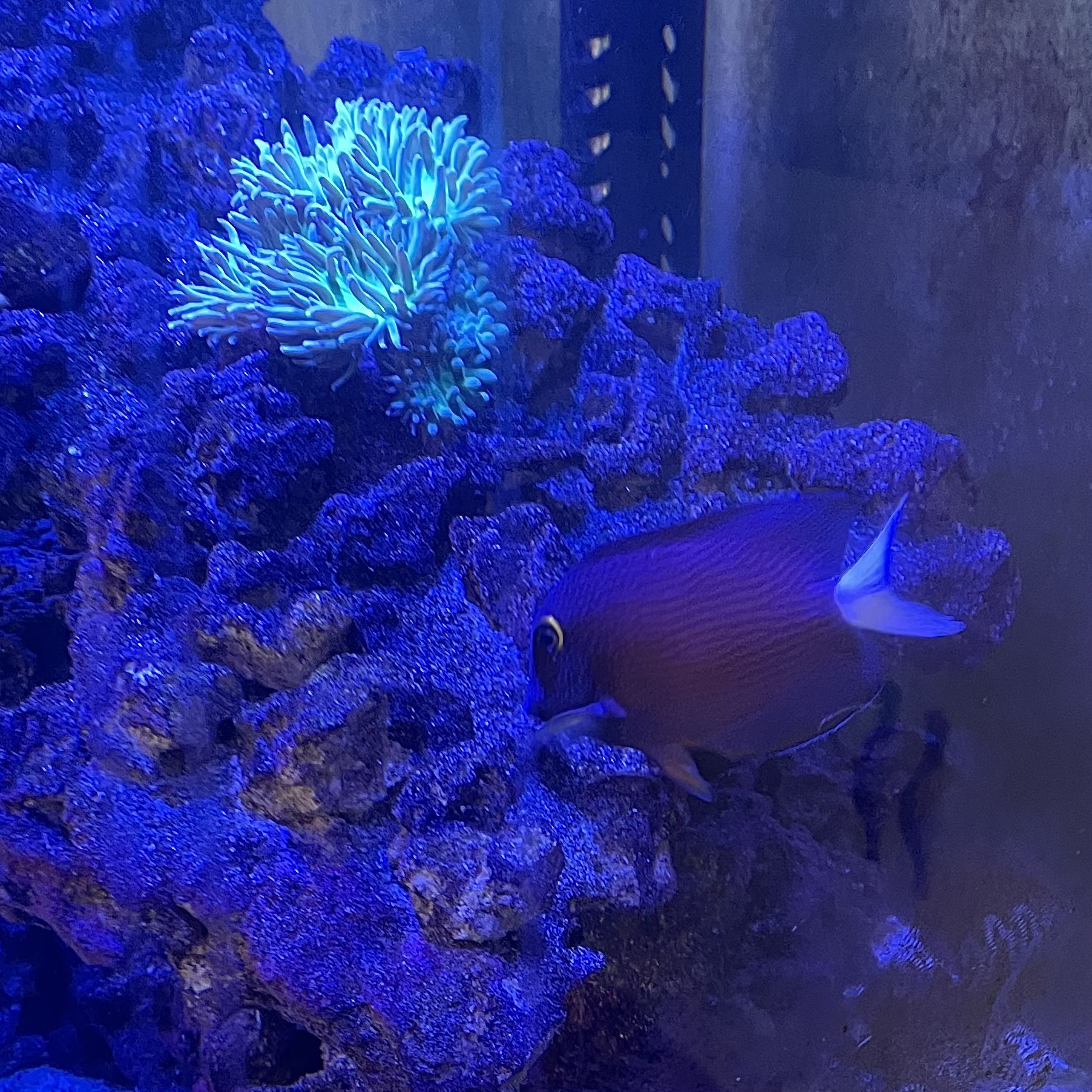 Build Thread 75 gallon reef tank first time! Page 2 REEF2REEF