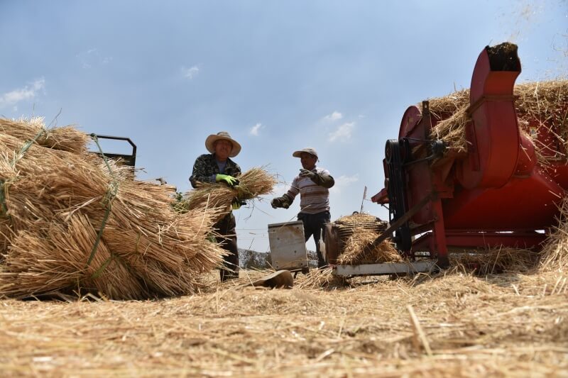 Grain Thresher