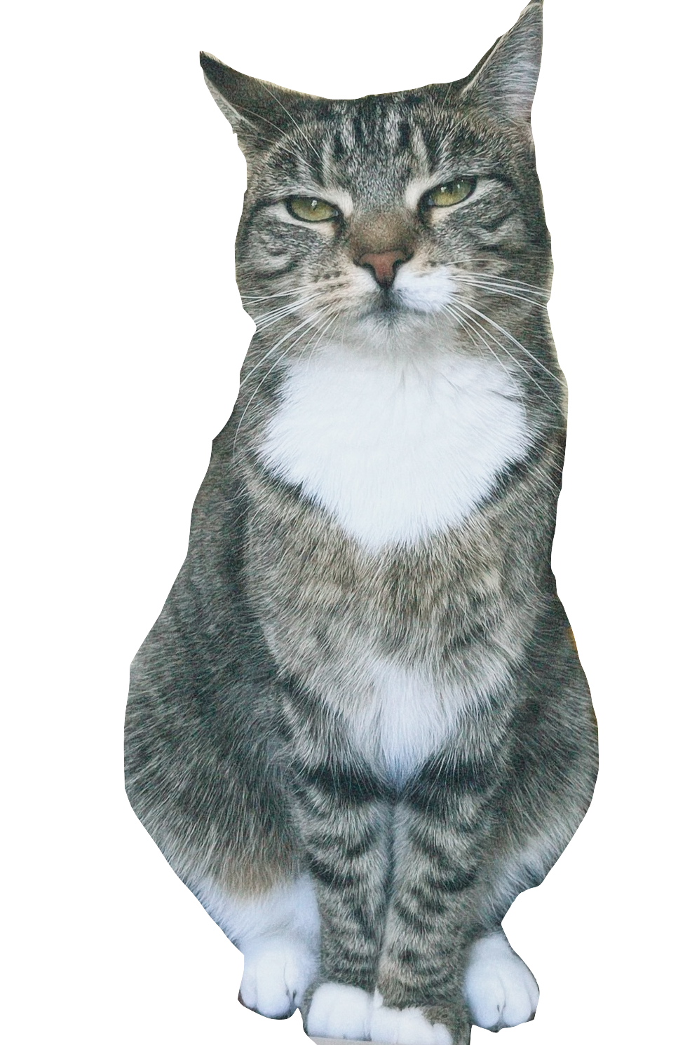 Figgy the cat sitting and looking bored