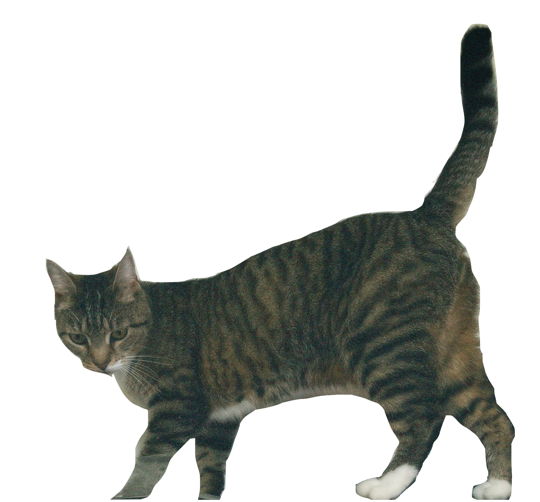 Figgy the cat walking and looking down