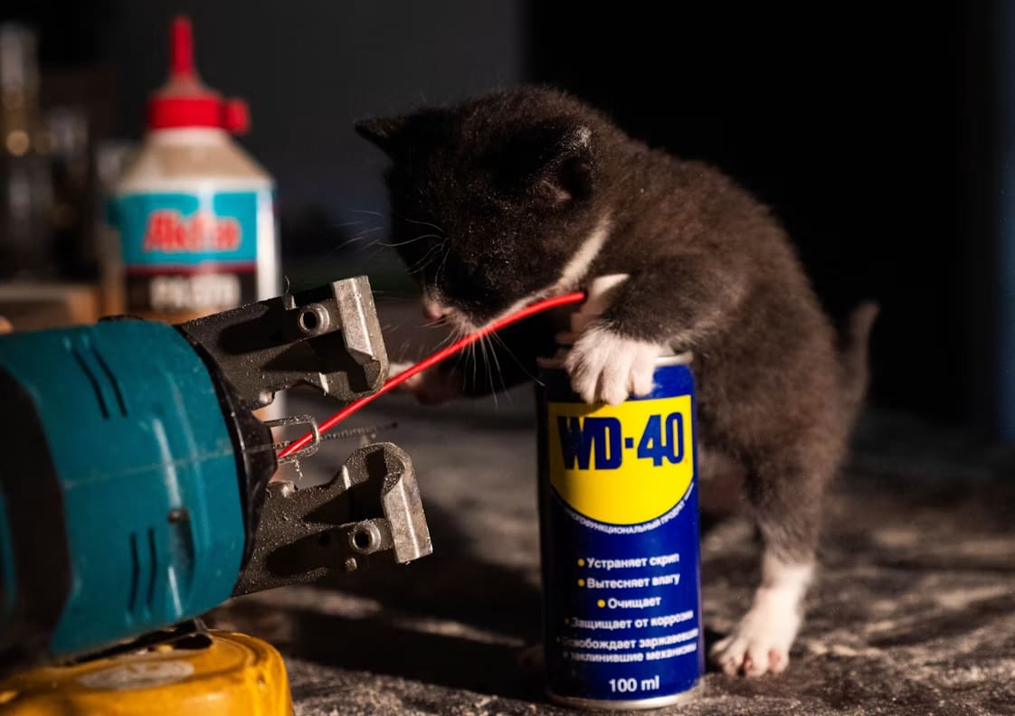 cat leaning over wd40 spray