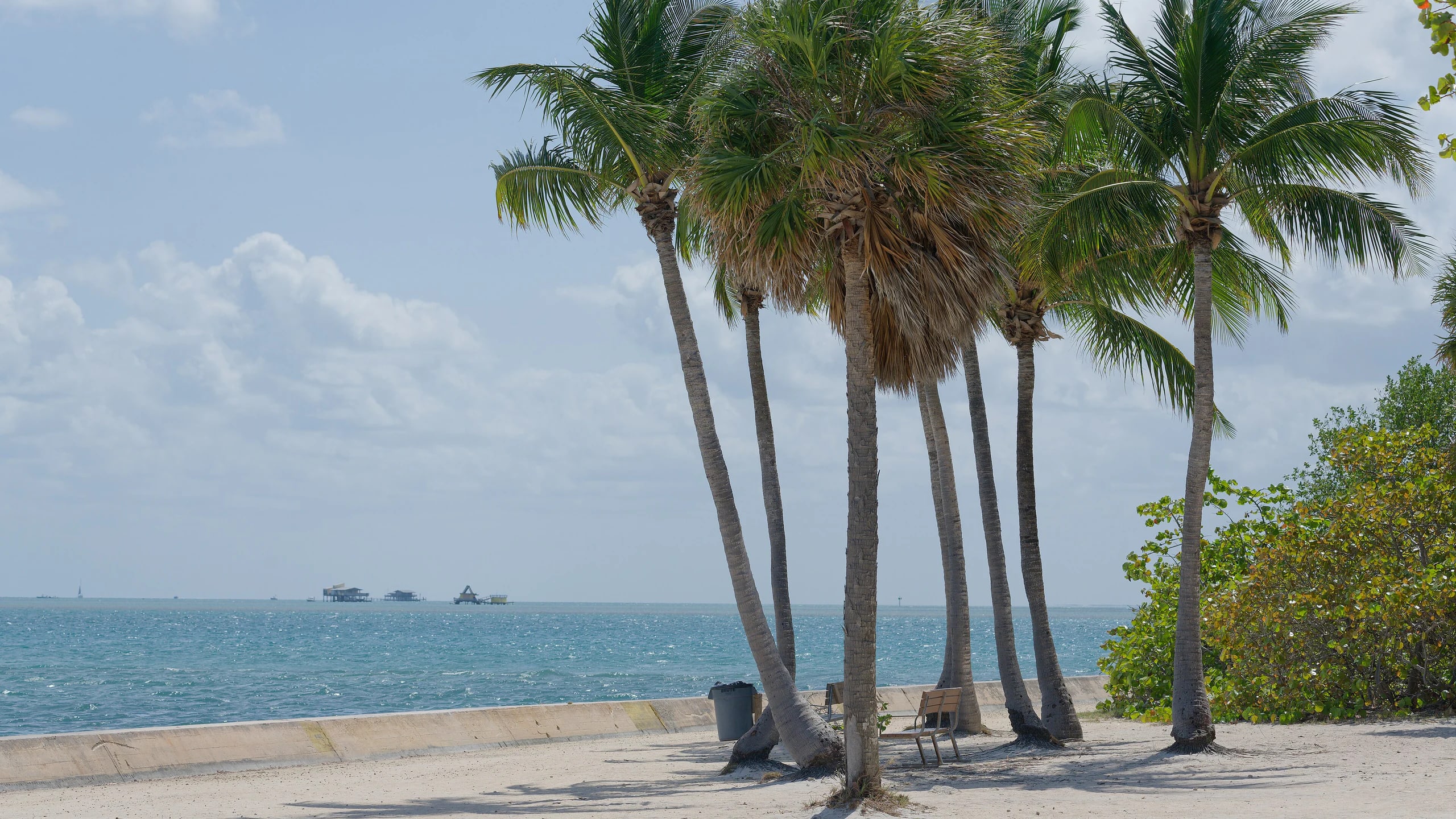 Palm trees leaning over a turquoise beach at Cape Florida