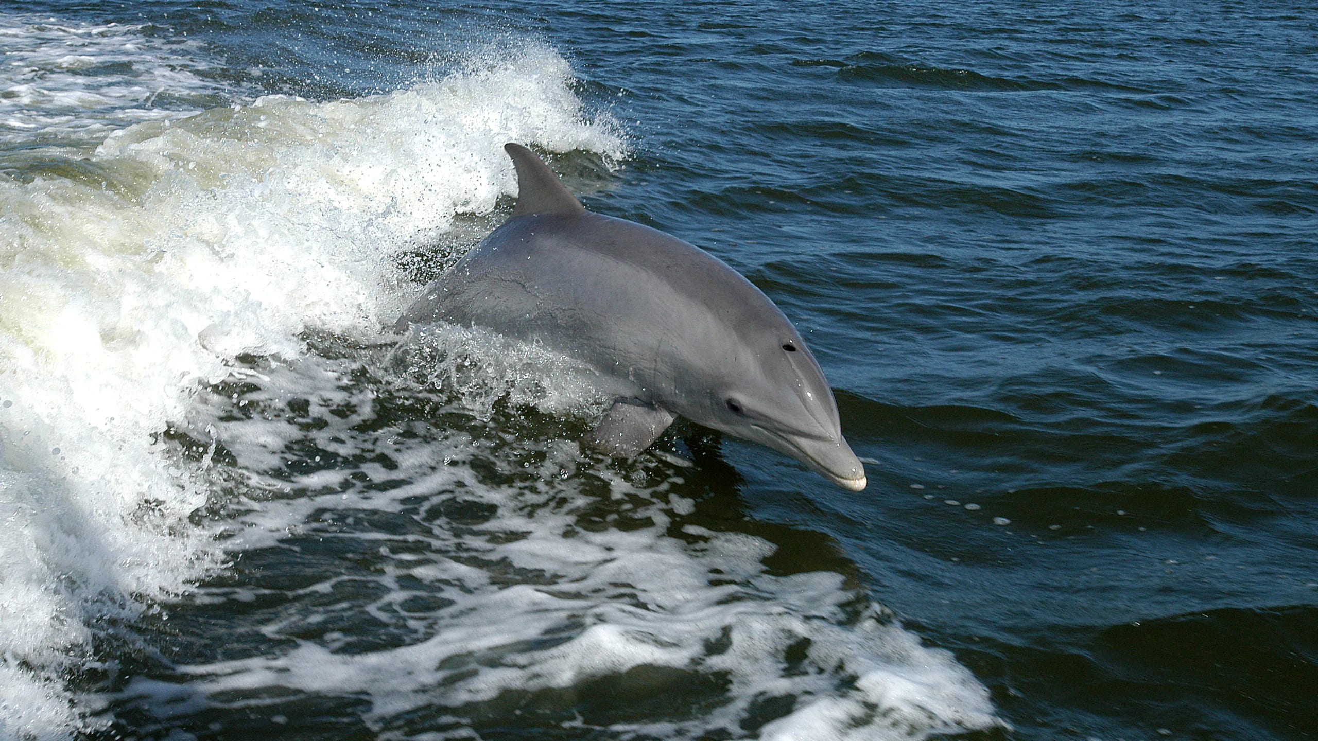 A dolphin leaping through a boat's wake