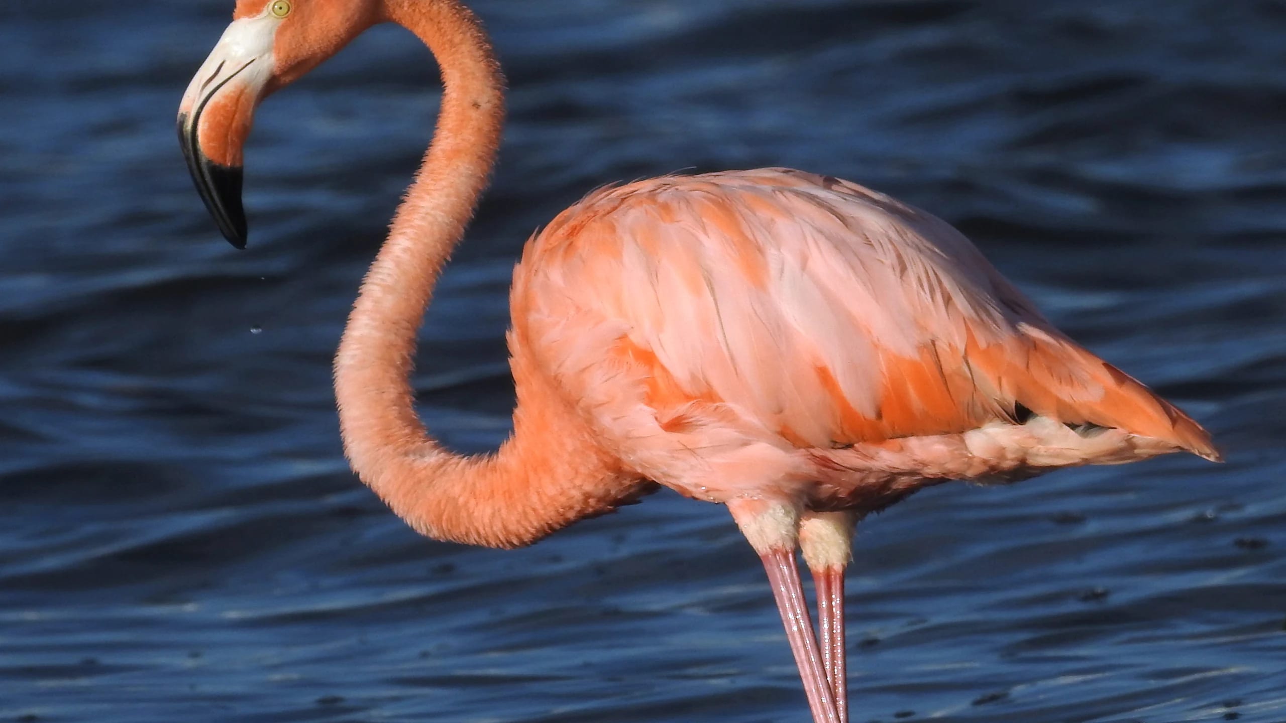 A pink flamingo wading in deep blue water