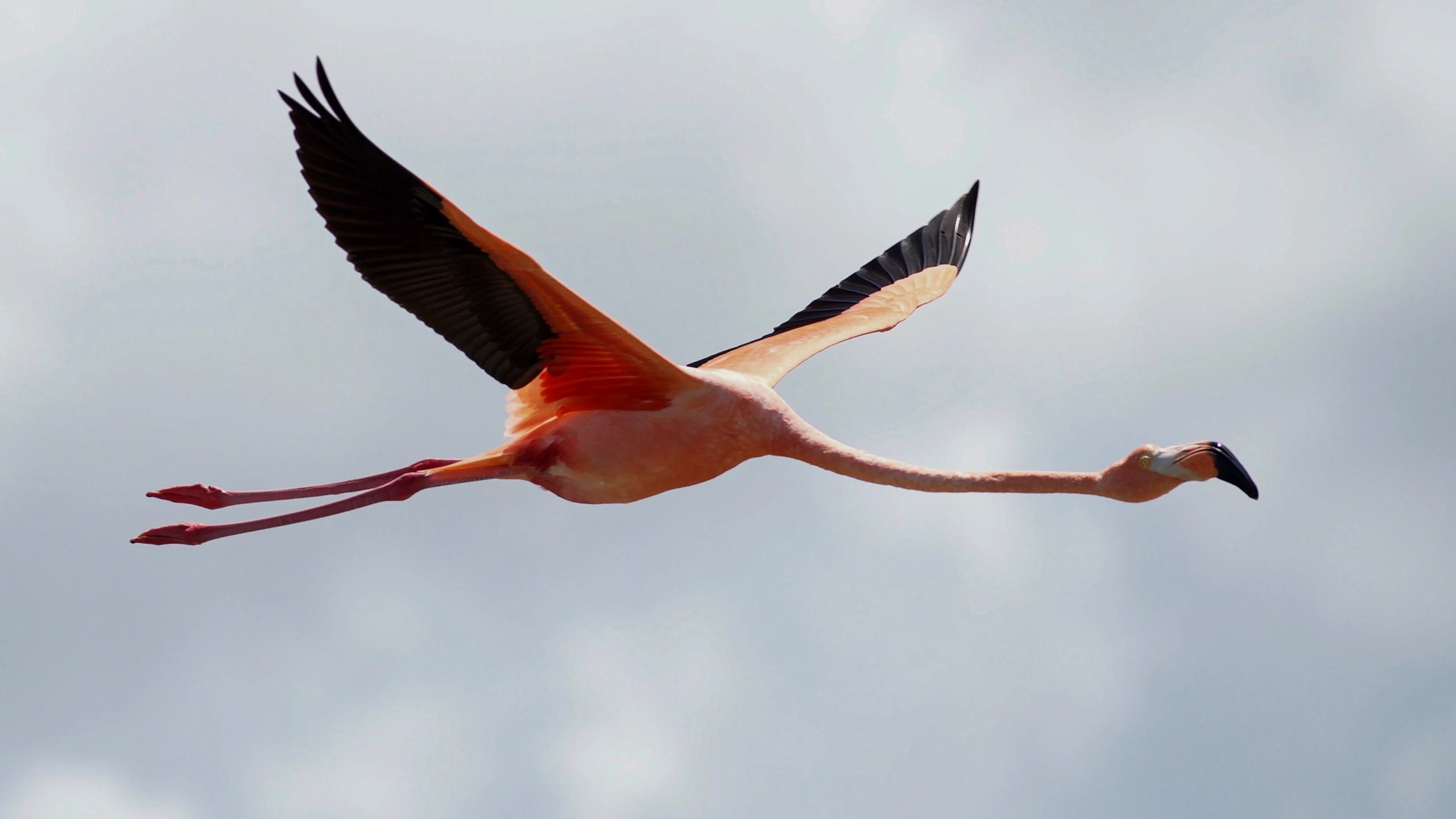 A flamingo flying with its wings spread wide