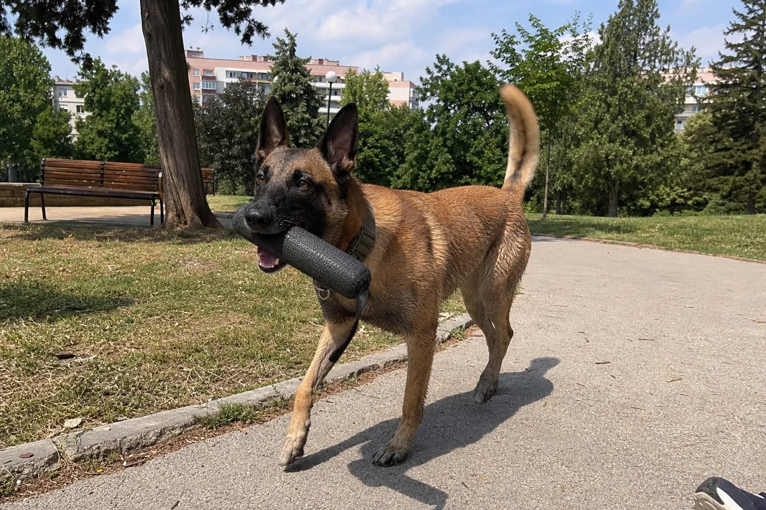 Щастлива белгийска Малиноа носи играчка след движение в градски парк