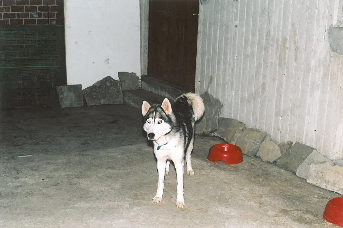 Сибирско хъски — сини очи