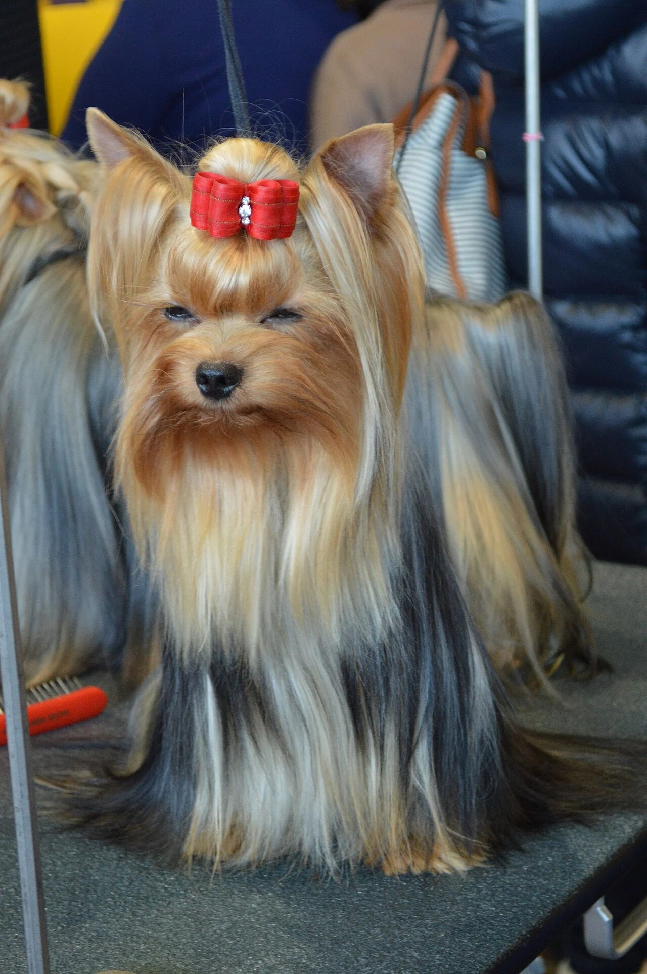 Йоркширски Териер - хранене и грижа