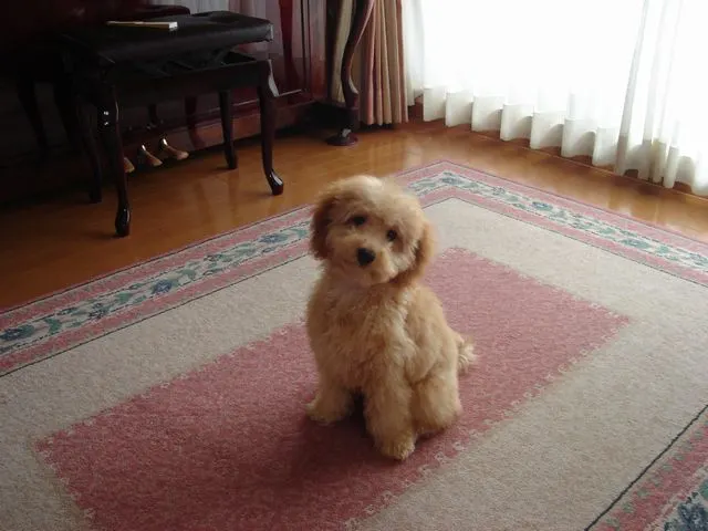 Пудел — физически характеристики