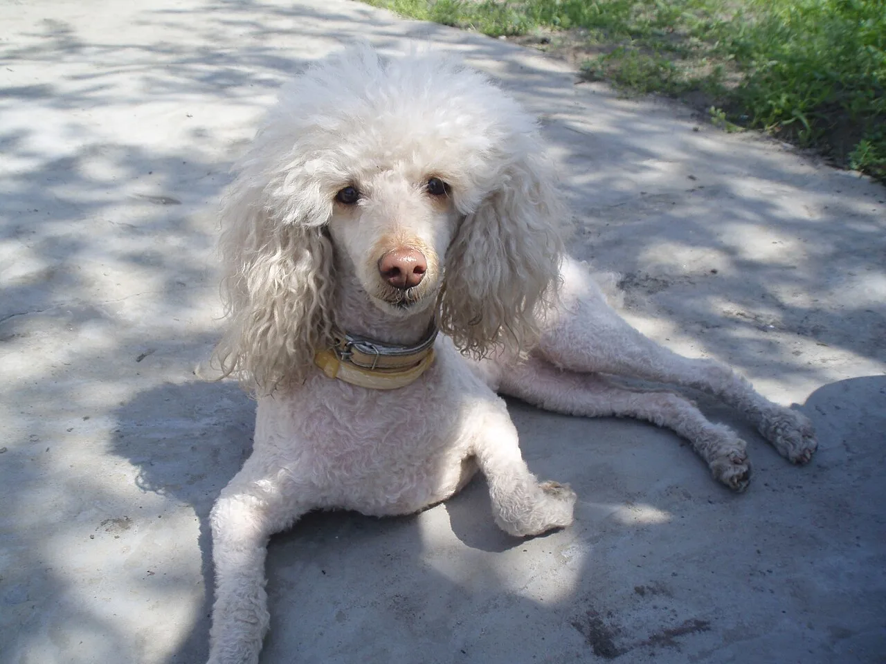 Пудел — хранене и грижа