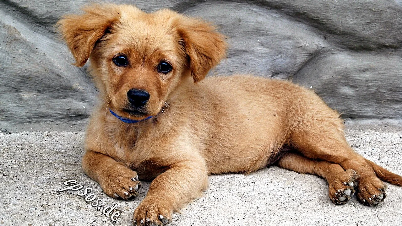 Голдън ретривър обучение