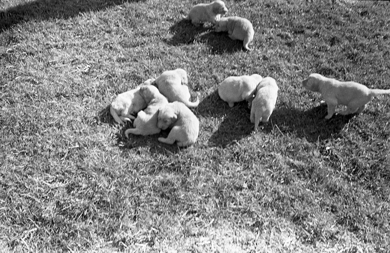 Голдън ретривър социализация с кученца