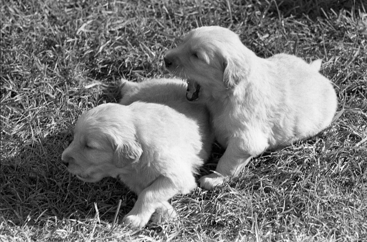 Голдън ретривър напреднала дресура и спорт
