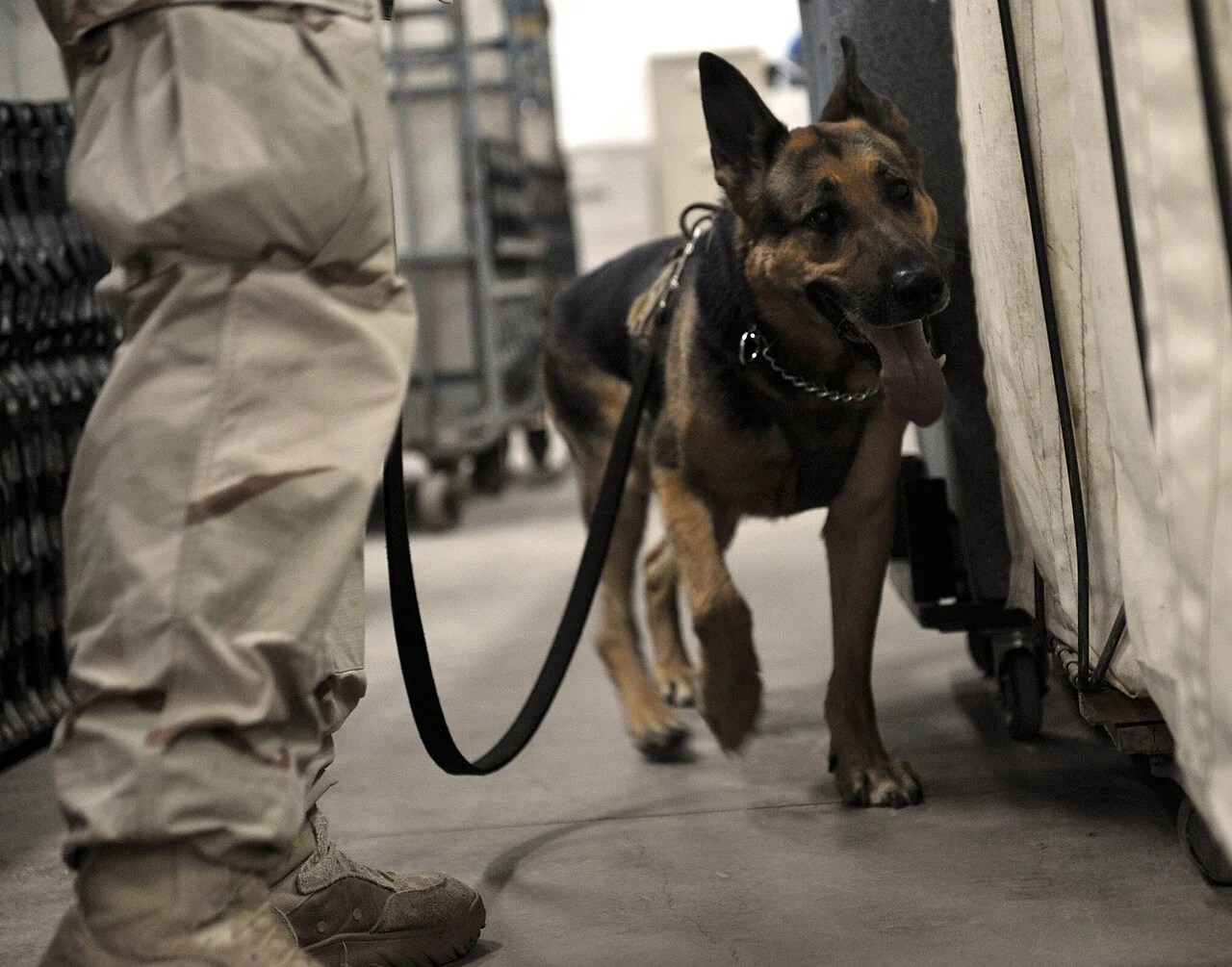 Немска овчарка обучение