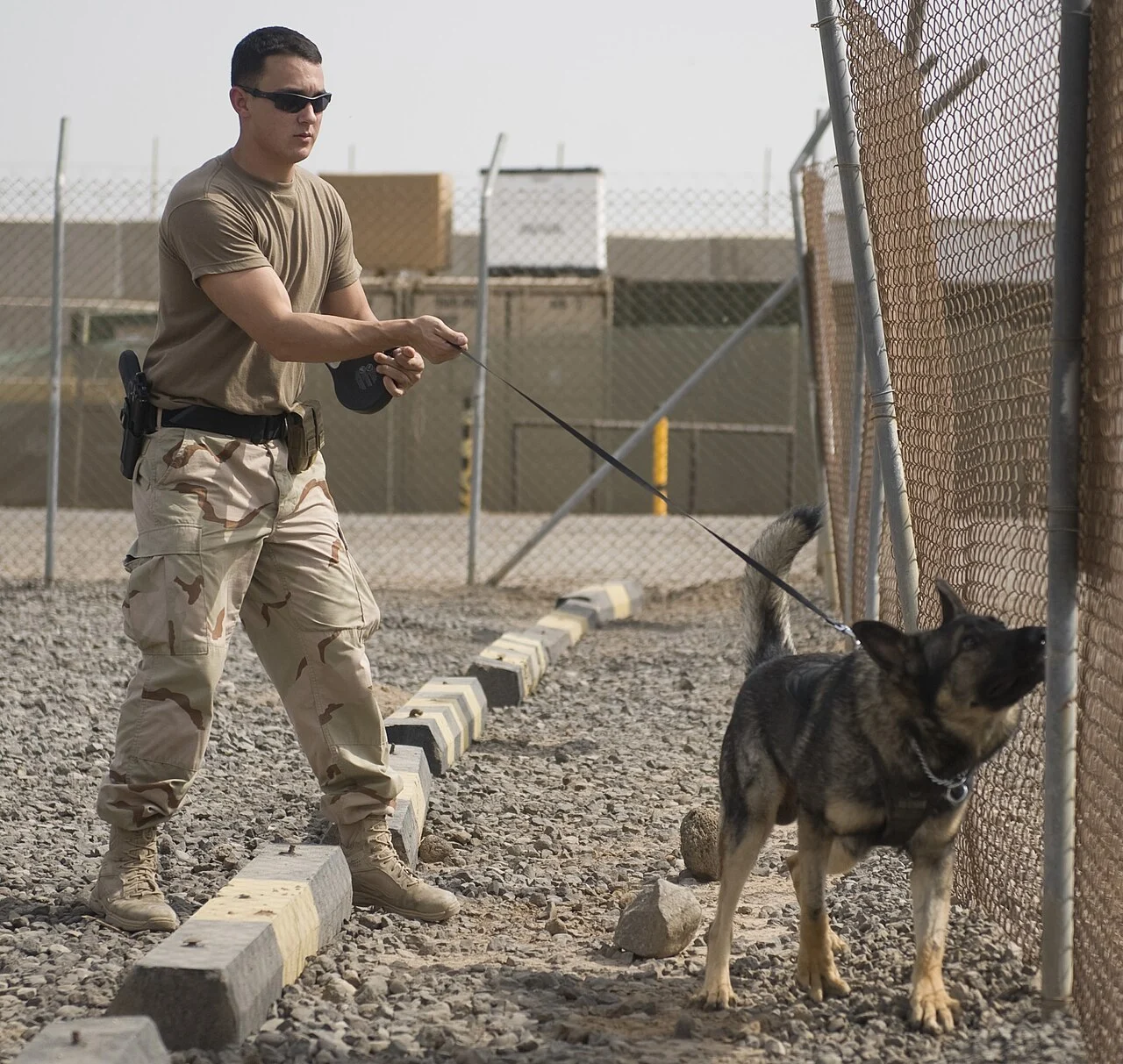 Немска овчарка напреднала дресура и IGP