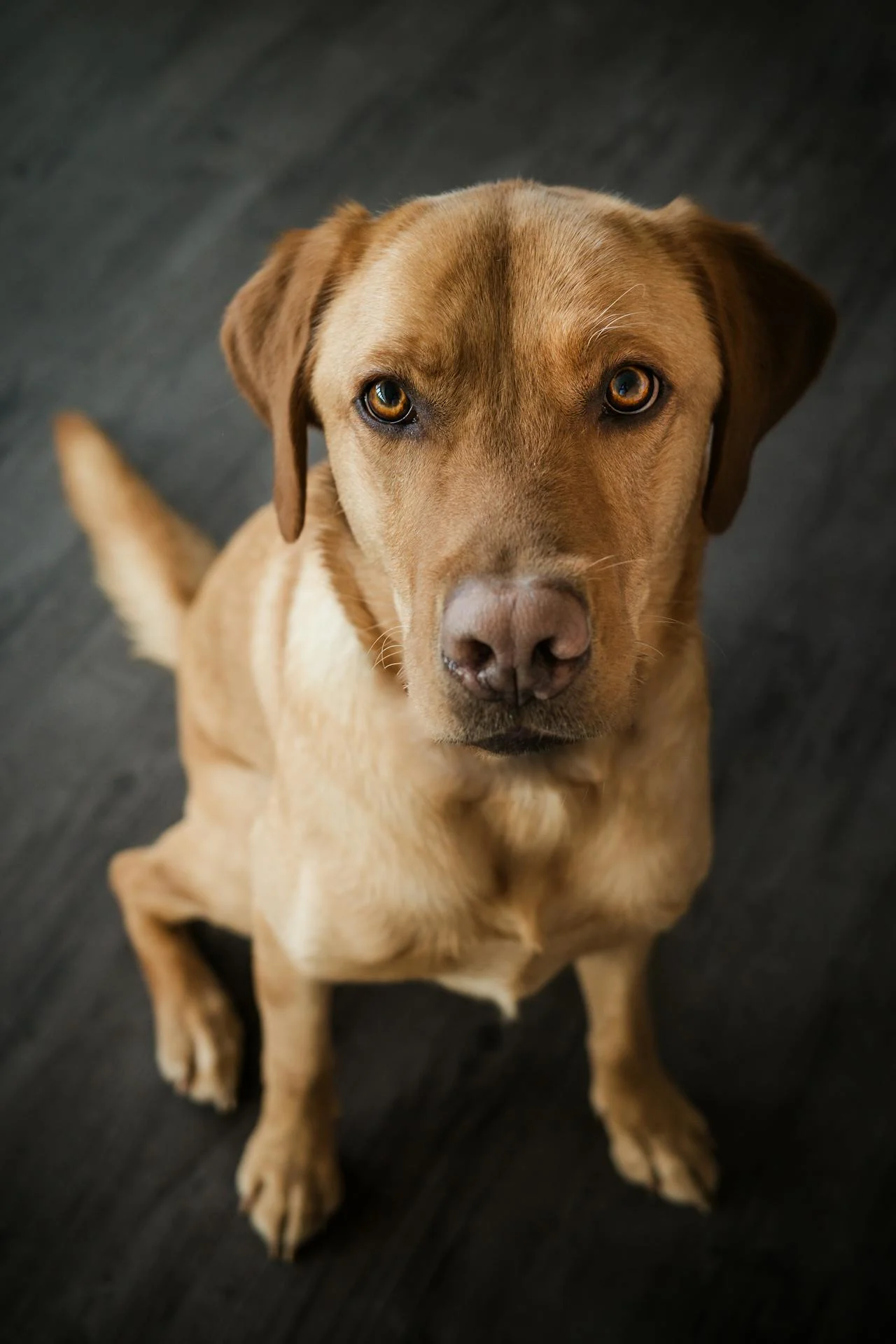 Лабрадор ретривър седи в очакване — тренировка за търпение преди хранене