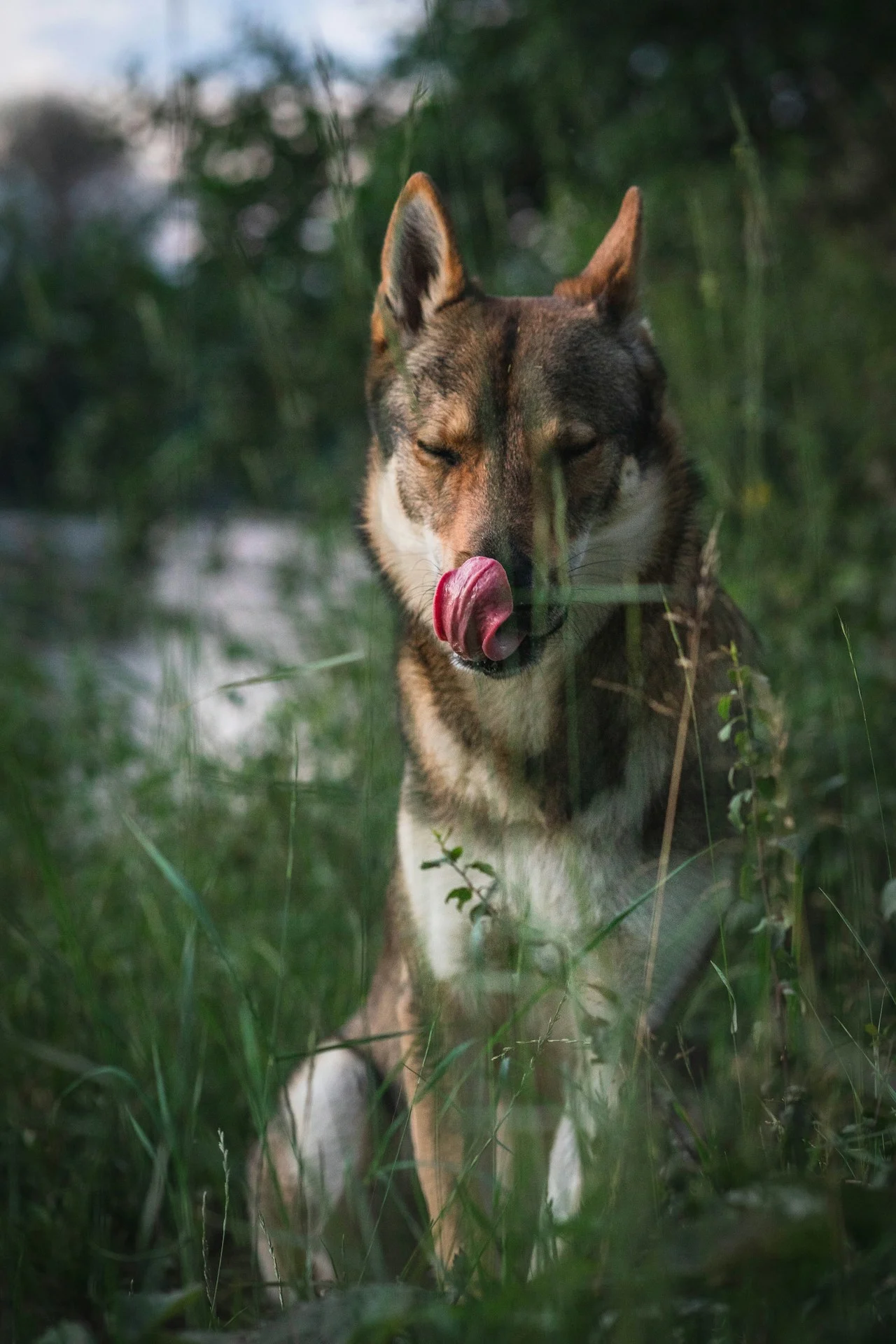Немска овчарка в движение — активната порода изисква адекватен калориен прием за поддържане на мускулна маса