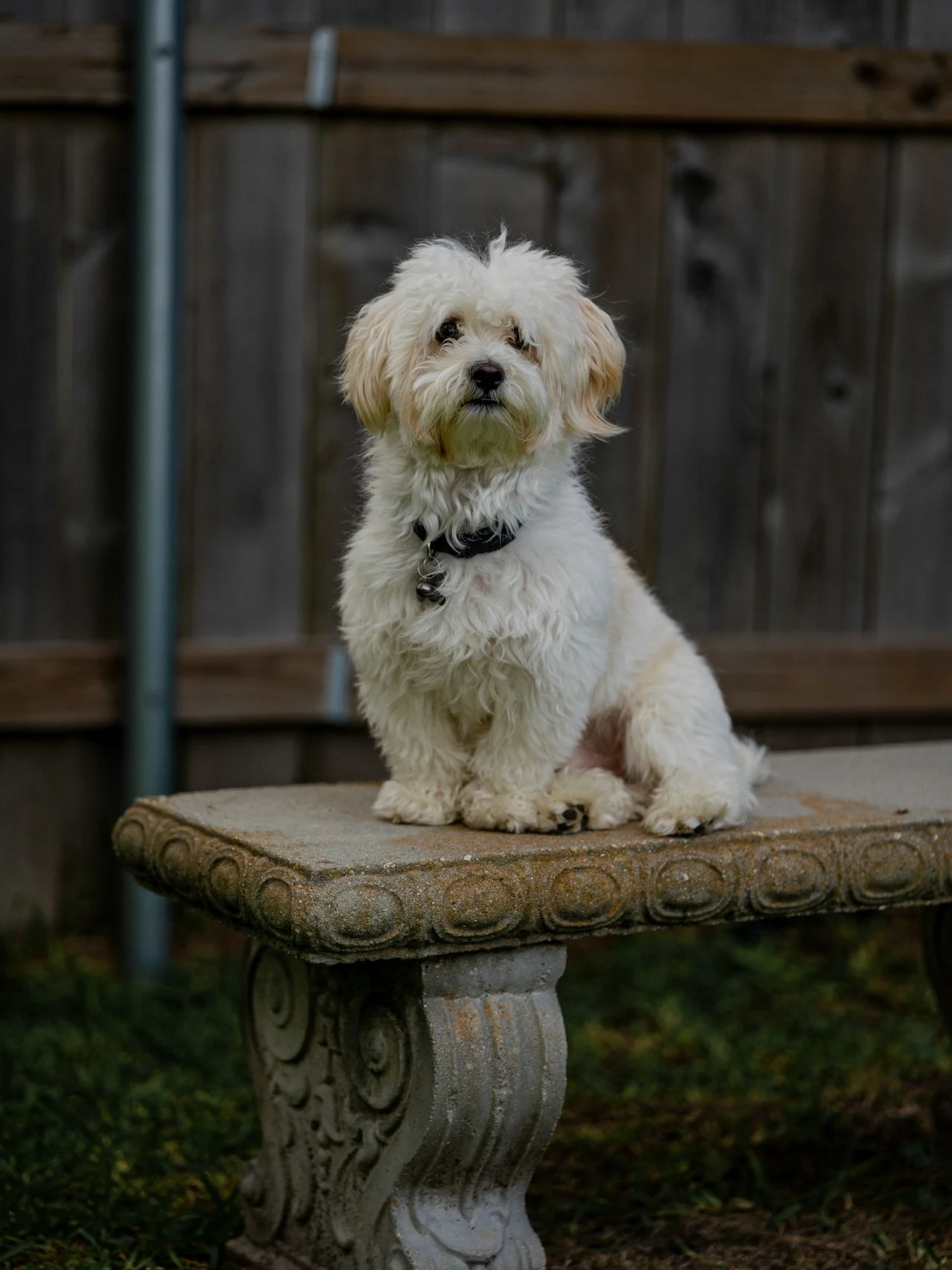 Малтийско кученце седи на каменна пейка на слънце