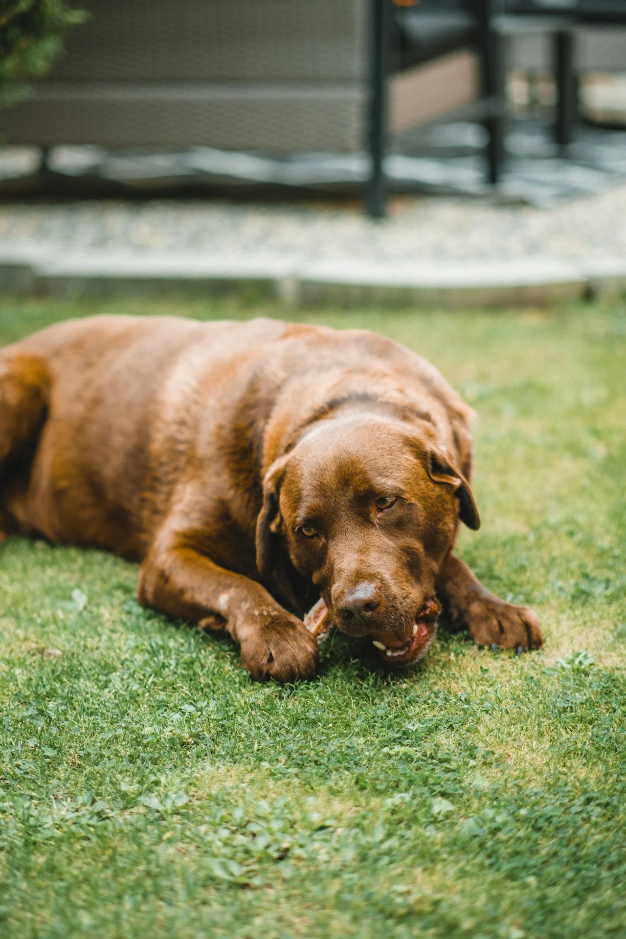 Шоколадов лабрадор почива на тревата след хранене