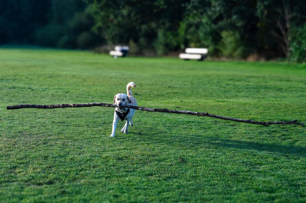 Лабрадор ретривър тренира апортиране на клечка в открито поле