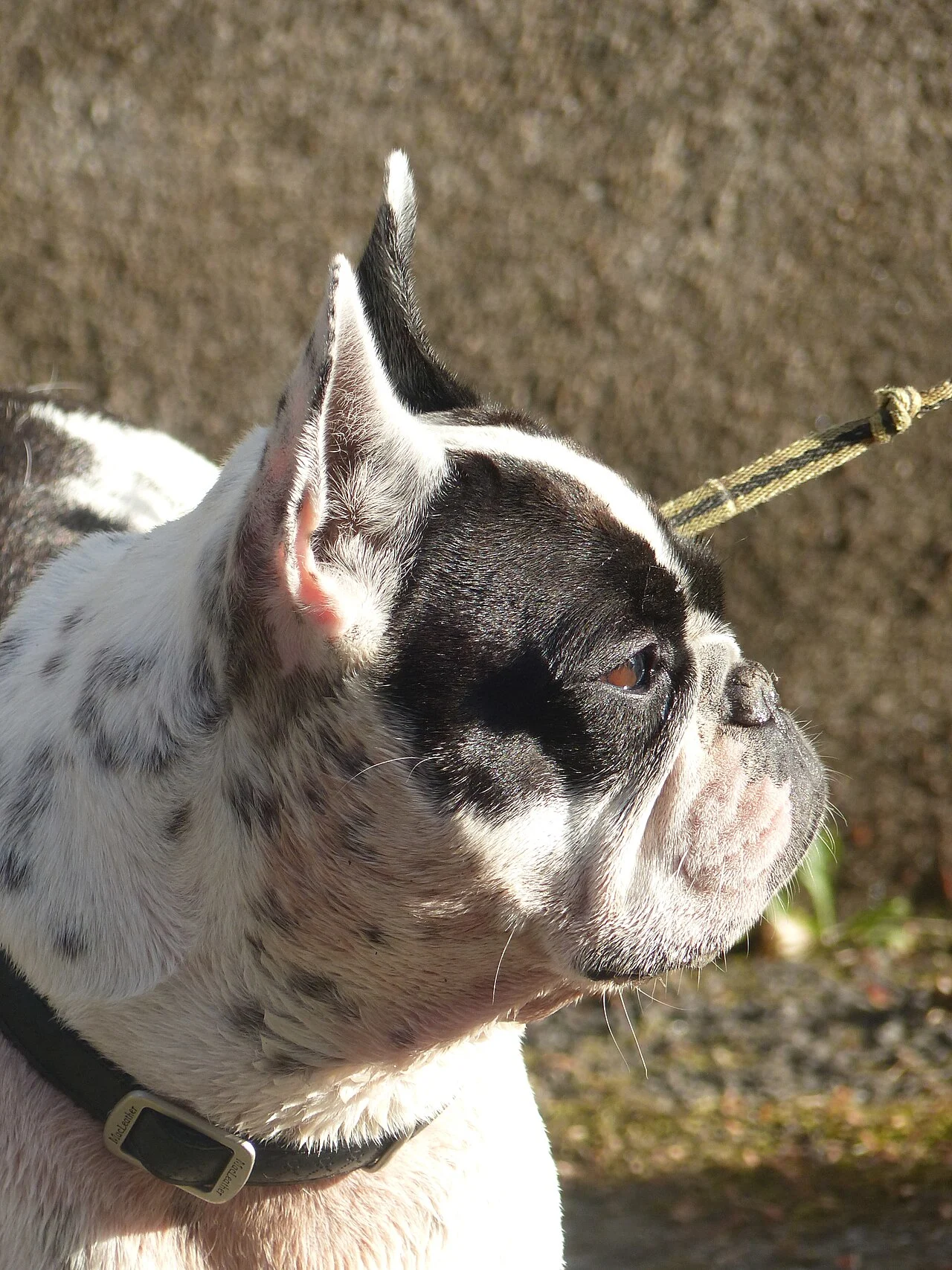 Портрет на френски булдог с внимателен поглед и характерни прилепови уши