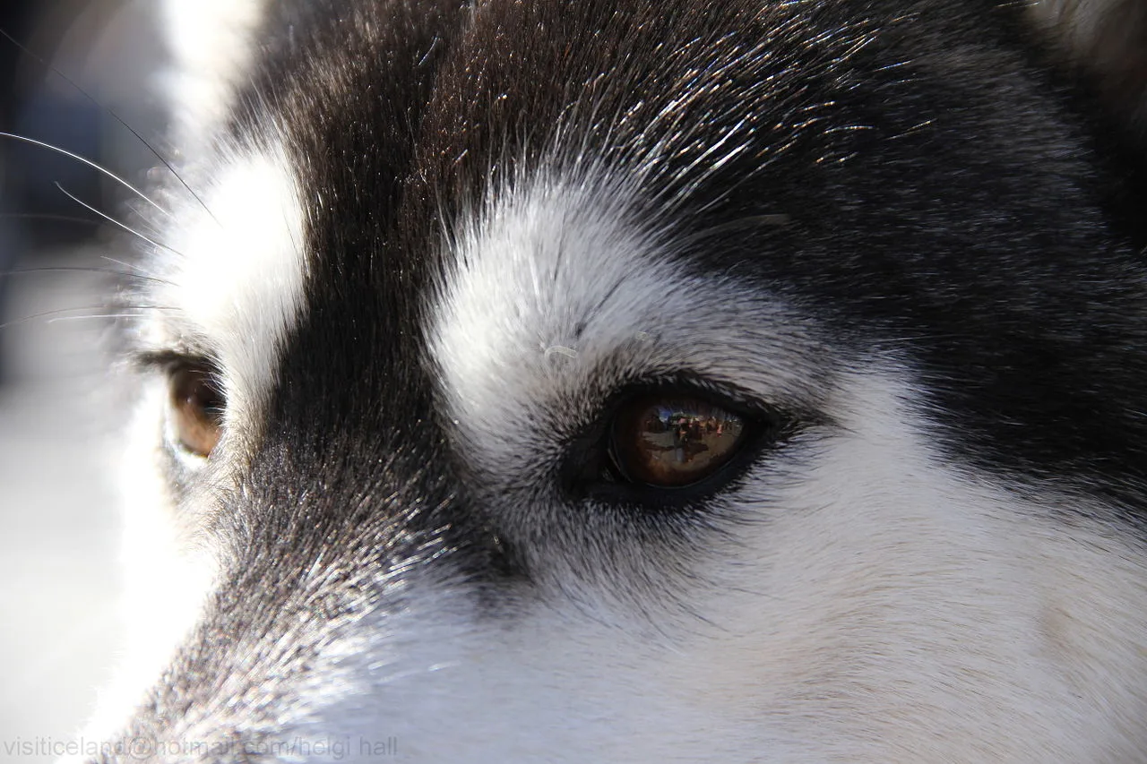 Сибирско хъски в характерна поза сред природата показва типичния независим характер