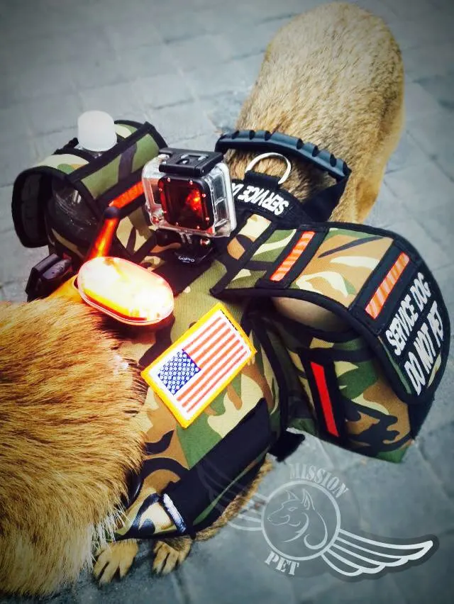 Служебно куче с хамут по време на професионално обучение