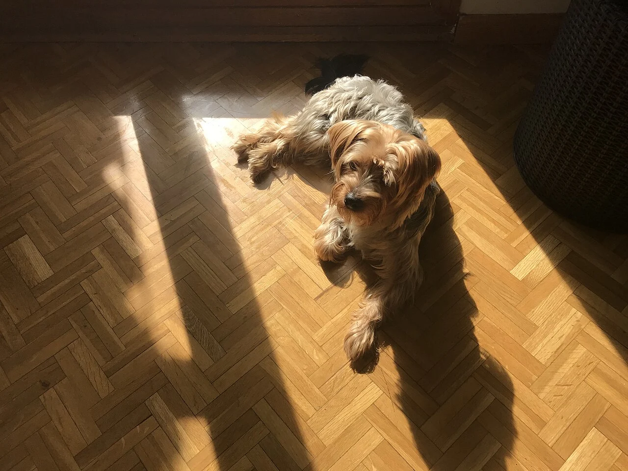 Йоркширски териер с типичната топ-нот прическа в близък кадър