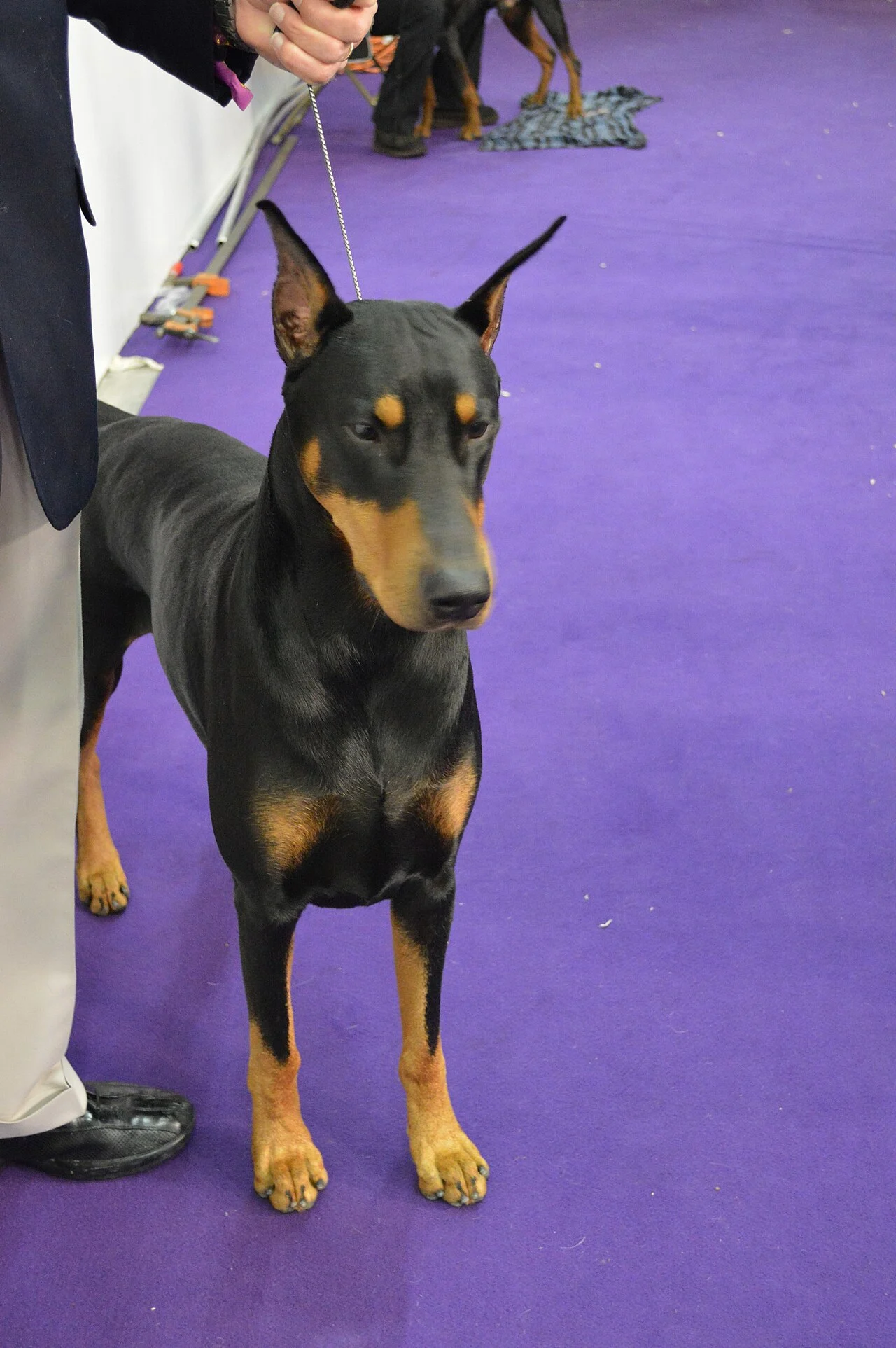 Шампион доберман на изложение с перфектна стойка и блестяща козина