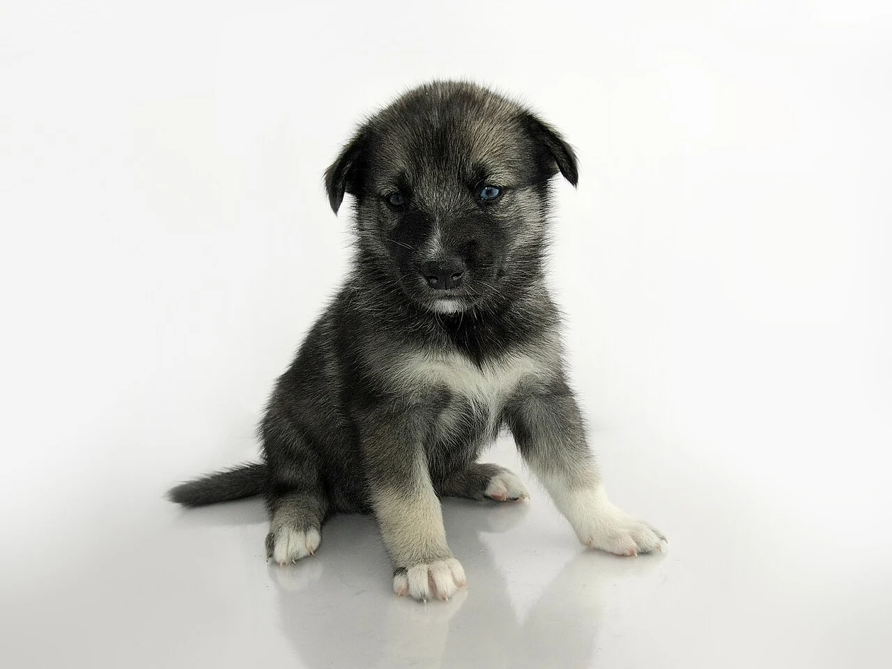 Хъски кученце с пухкава козина и любопитен поглед