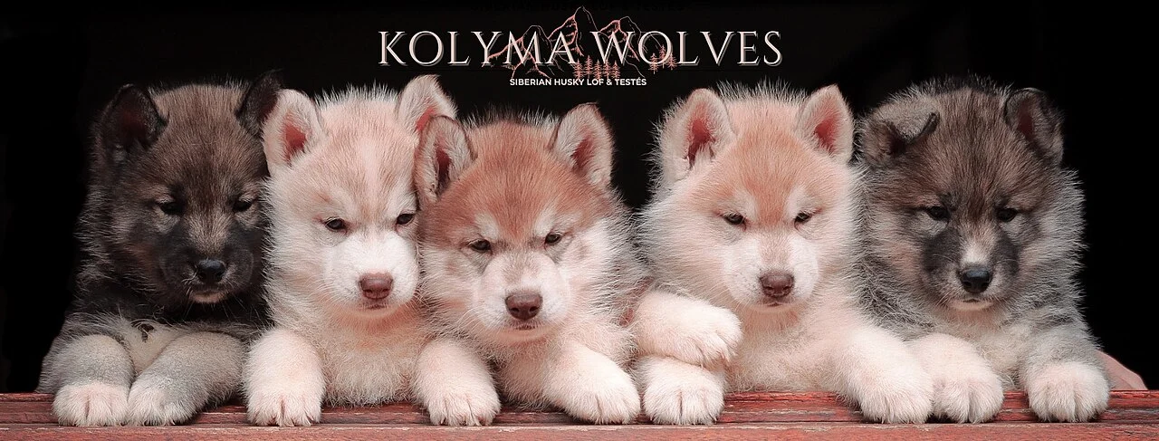 Група хъскита в питомник за ездачески кучета в снежна среда