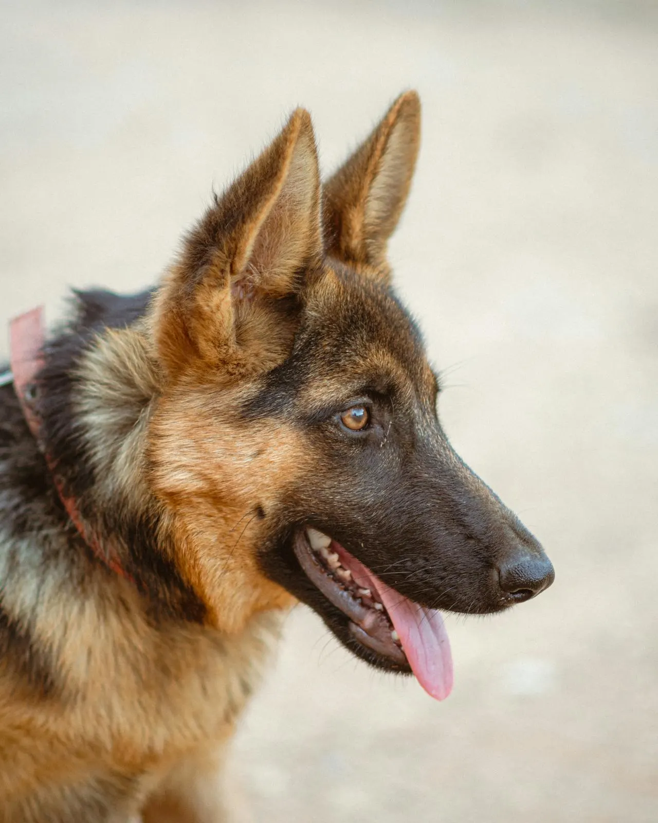 Немска овчарка с добре поддържана козина след професионално грумиране