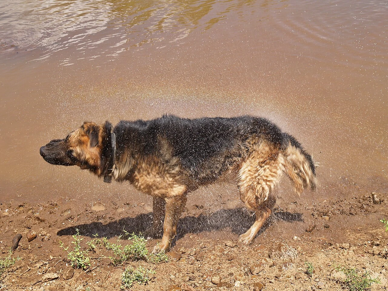 Набор от четки и инструменти за грижа за козината на немска овчарка