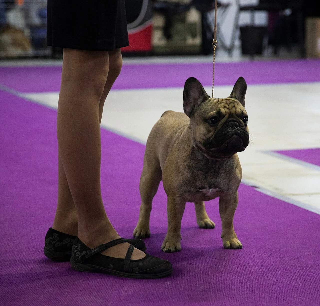 Френски булдог с гладка здрава козина на открито показва признаци на добро здраве