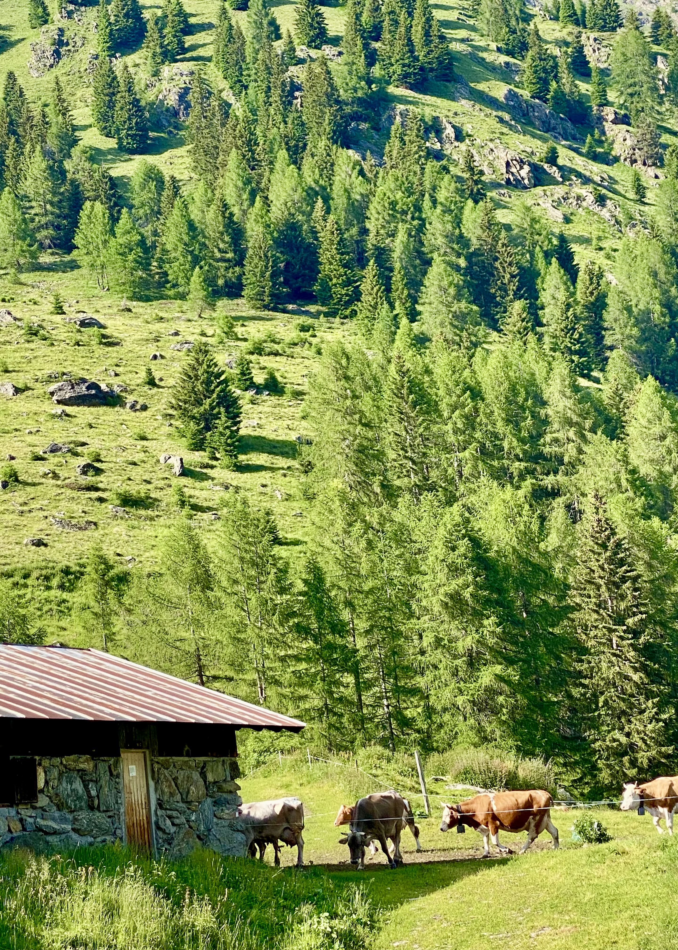 Pascolo e malga in quota, con le mucche al pascolo tra i boschi della Val di Non