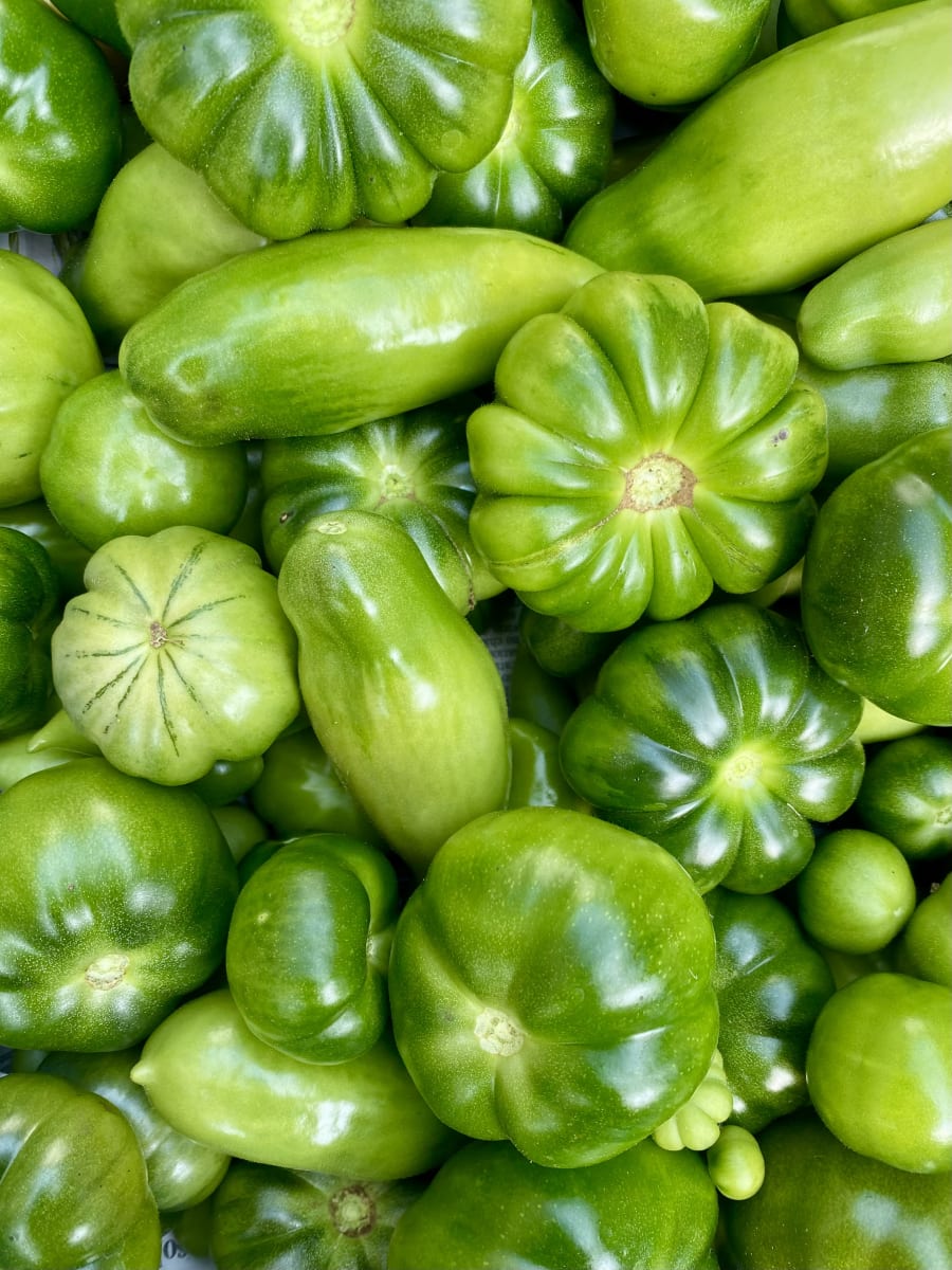 I pomodori verdi