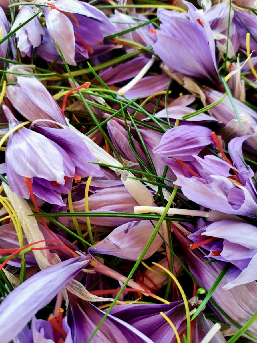 I fiori dello zafferano