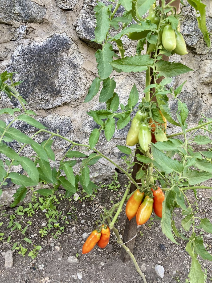 Pomodori in vari stadi di maturazione, legati al tutore