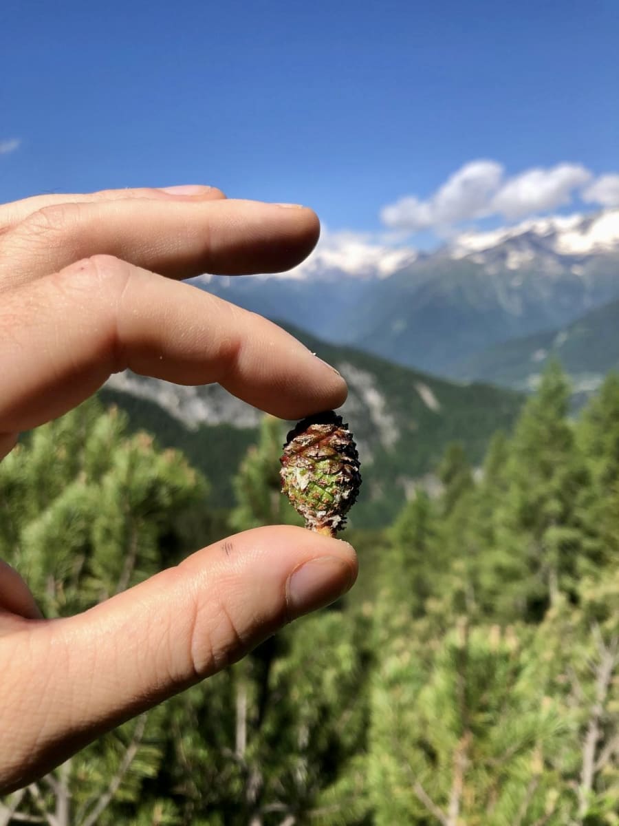 Una gemma di pino mugo, con le montagne dietro
