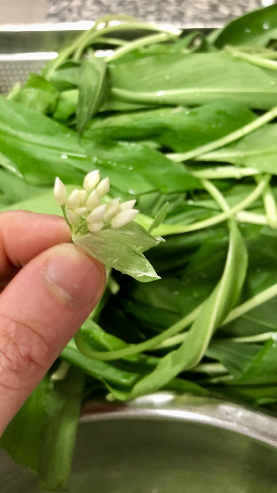Il fiore dell'aglio orsino